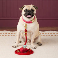 #Modeled by Greg (23lbs) in a Medium collar and Standard leash