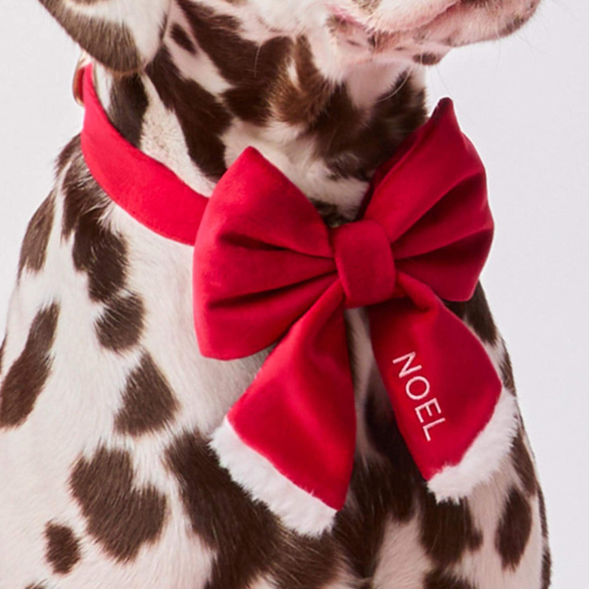 #Modeled by Milo (60lbs) in a Large lady bow