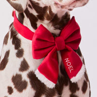 #Modeled by Milo (60lbs) in a Large lady bow