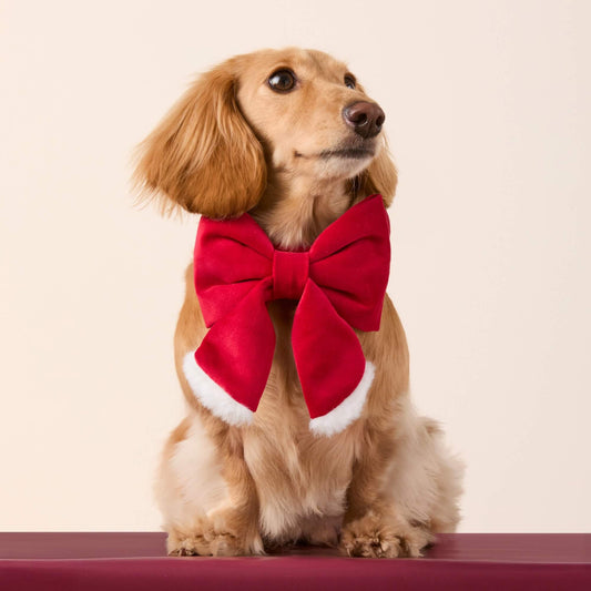 Santa Paws Lady Dog Bow view 2