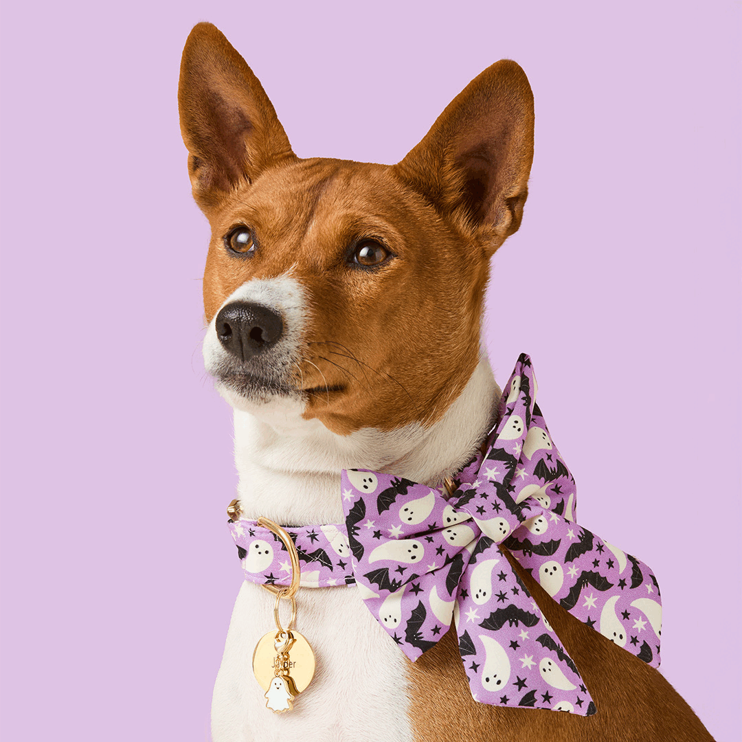 #Modeled by Ricky (25lbs) in a Large lady bow