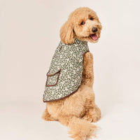 #Modeled by Luna (40lbs) in Large