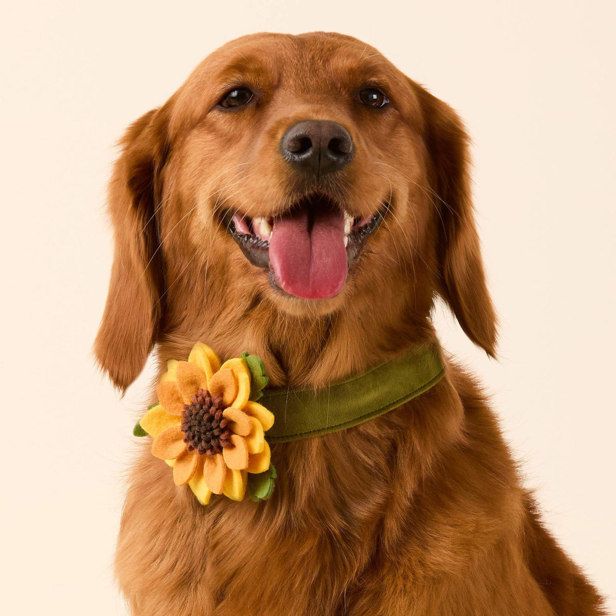 #Modeled by Pukalani (45lbs)