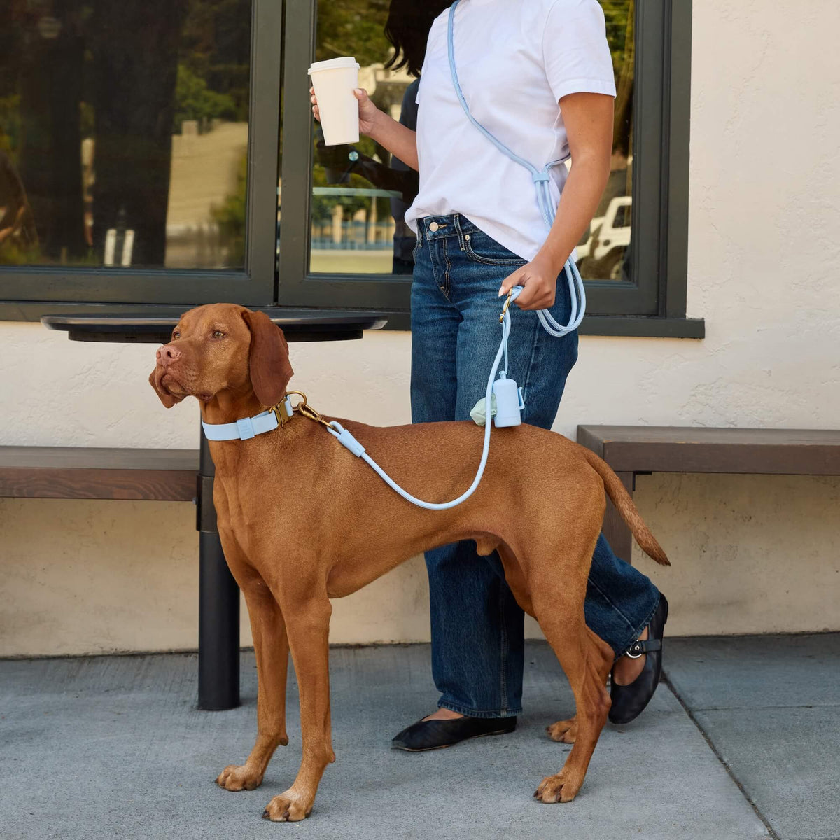 #Riggins (55lbs) in a Medium collar and Standard leash
