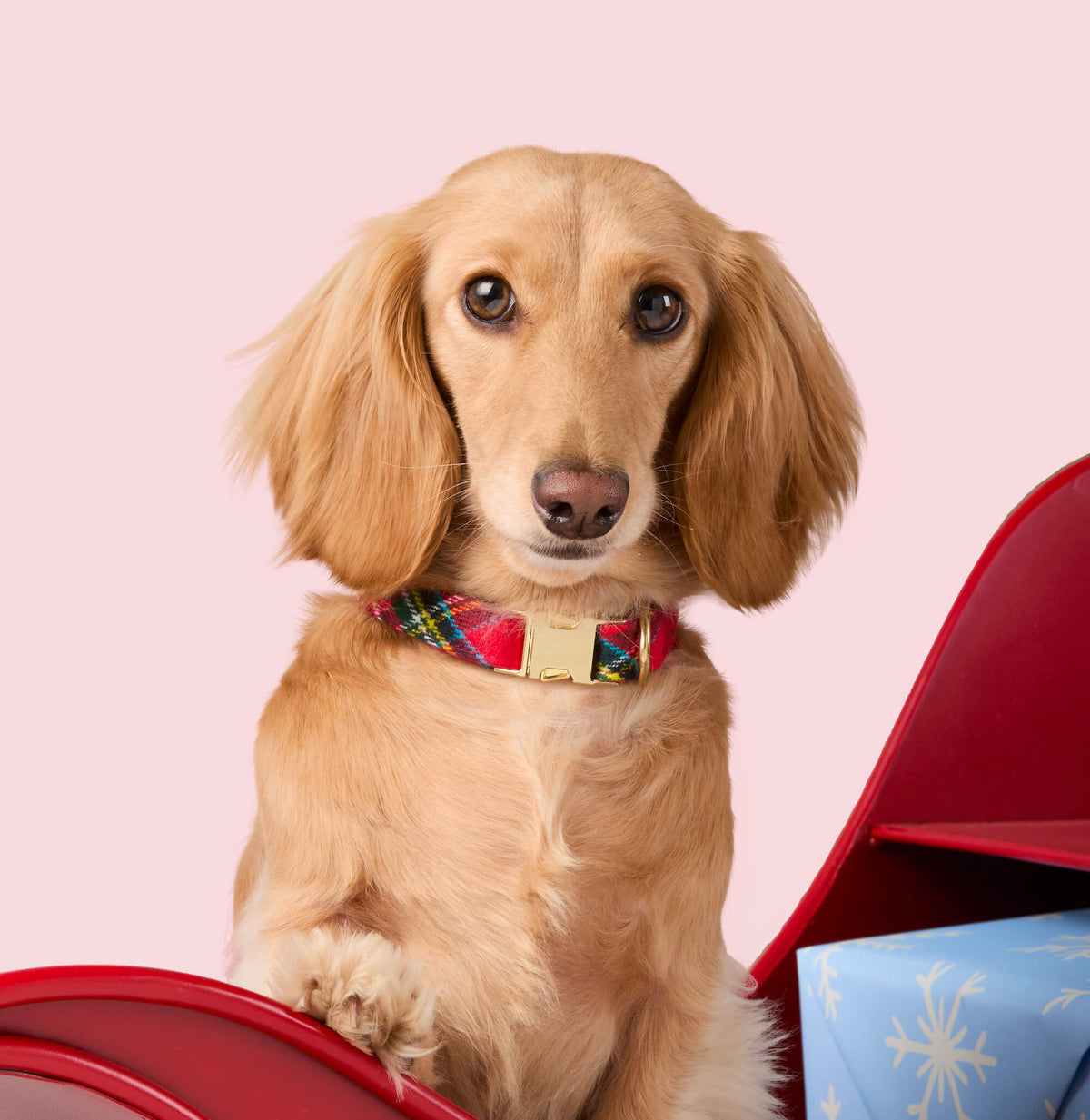 #Modeled by Charlie (12lbs) in Small