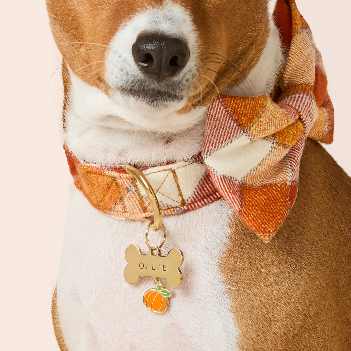 Pumpkin Collar Charm from The Foggy Dog