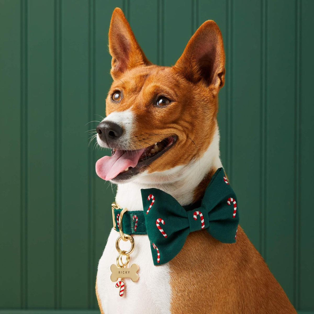 #Modeled by Ricky (27lbs) in a Large bow tie
