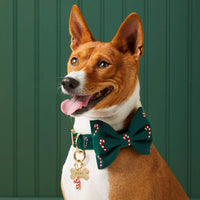 #Modeled by Ricky (27lbs) in a Large bow tie