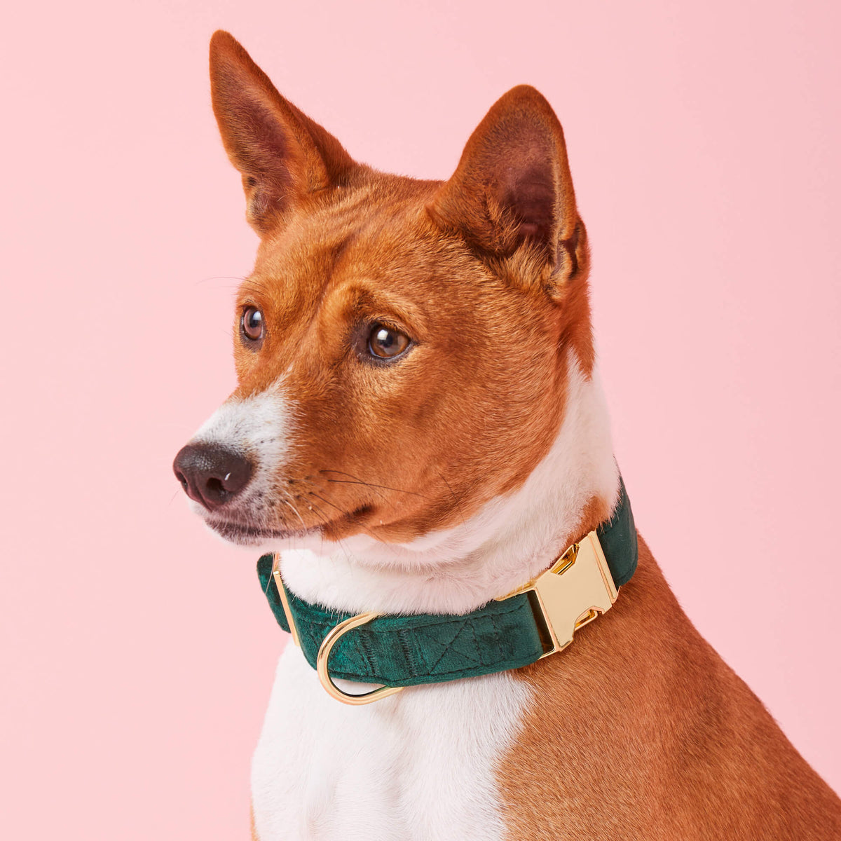 #Modeled by Ricky (27lbs) in Medium