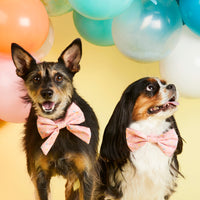 #Modeled by Peppers (17lbs) in a Small collar and Large lady bow