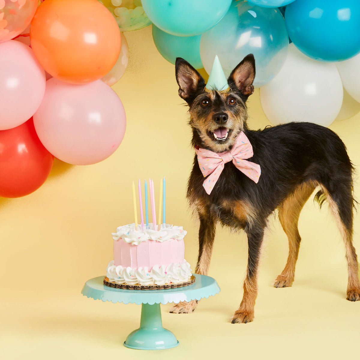 #Modeled by Peppers (17lbs) in a Small collar and Large lady bow