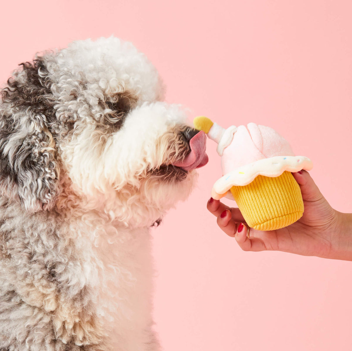 Birthday Cupcake 2-in-1 Bounce Dog Toy view 4
