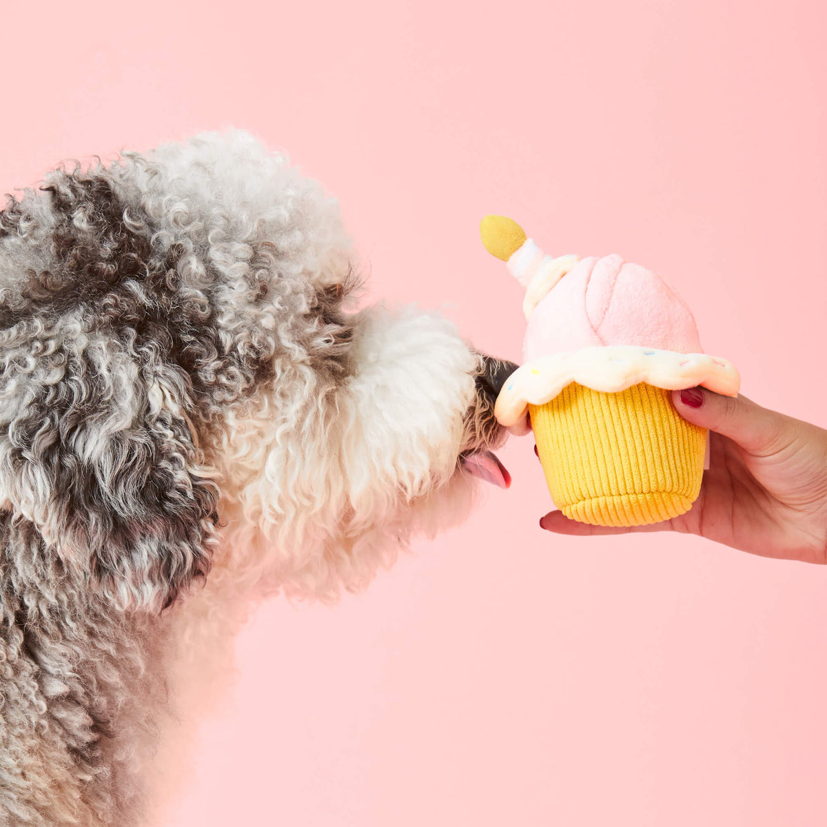 Birthday Cupcake 2-in-1 Bounce Dog Toy view 5