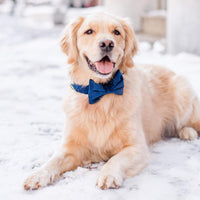 #Modeled by Rosie (60lbs) in a Large collar and Large bow tie