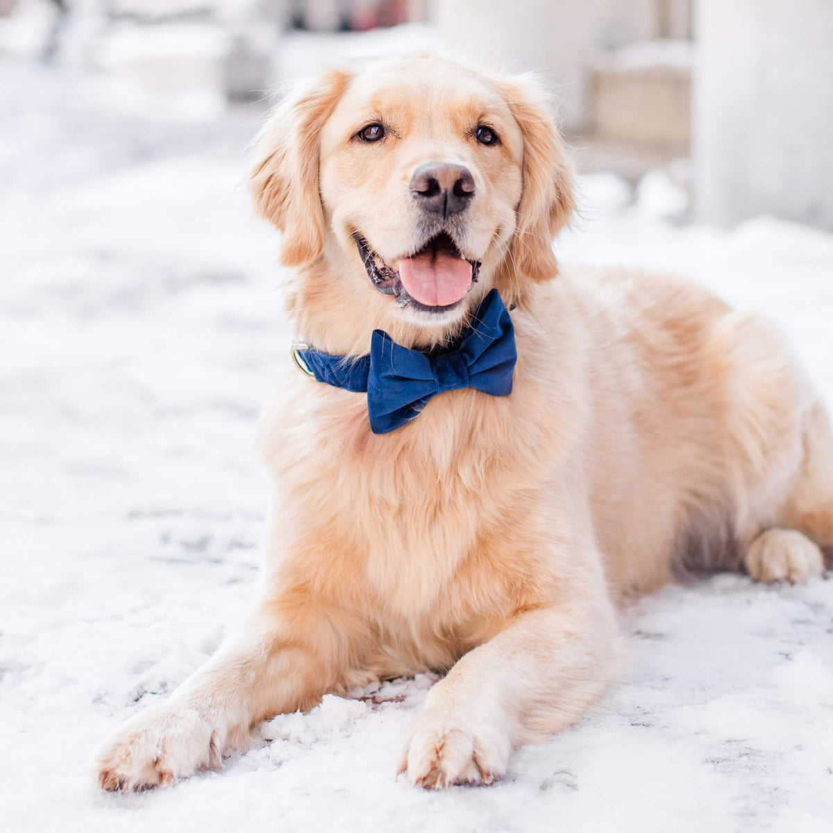 #Modeled by Rosie (60lbs) in a Large bow tie