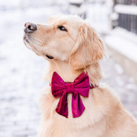 #Modeled by Rosie (60lbs) in a Large collar and Large lady bow