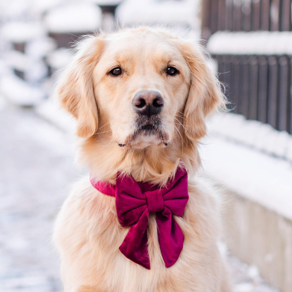 #Modeled by Rosie (60lbs) in a Large collar and Large lady bow