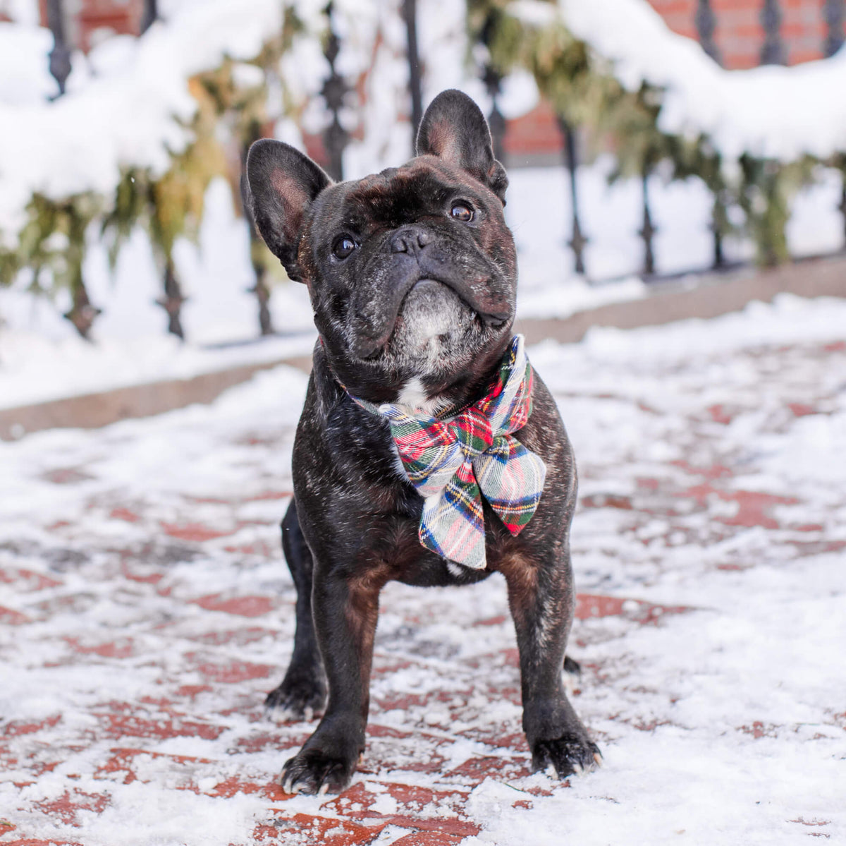 #Modeled by Wilbur (28lbs) in a Medium collar and Large lady bow