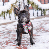 #Modeled by Wilbur (28lbs) in a Large lady bow