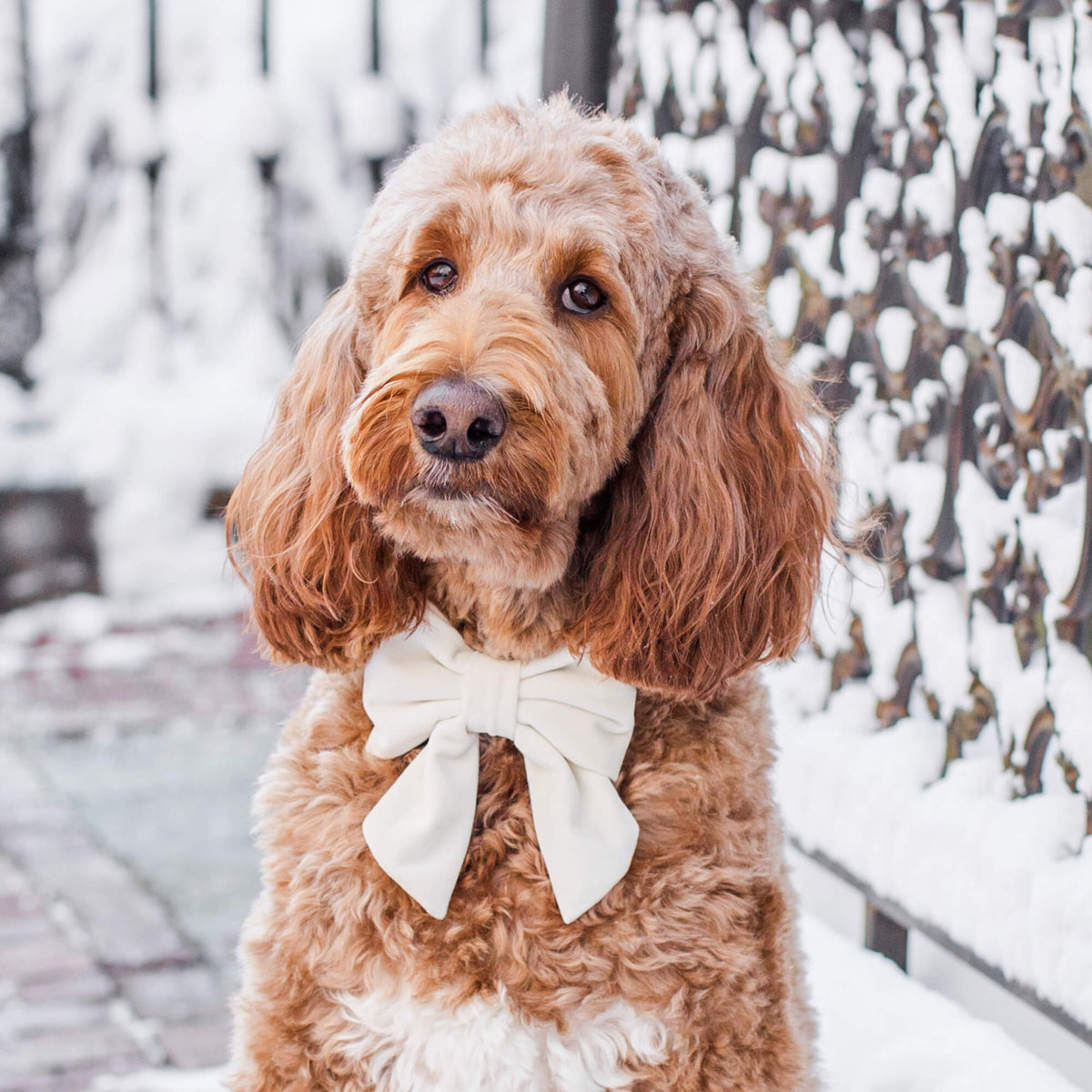 #Modeled by Finley (70lbs) in a Large lady bow