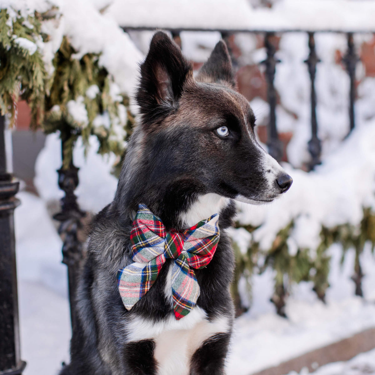 #Modeled by Bree (40lbs) in a Large lady bow