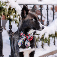 #Modeled by Bree (40lbs) in a Large lady bow