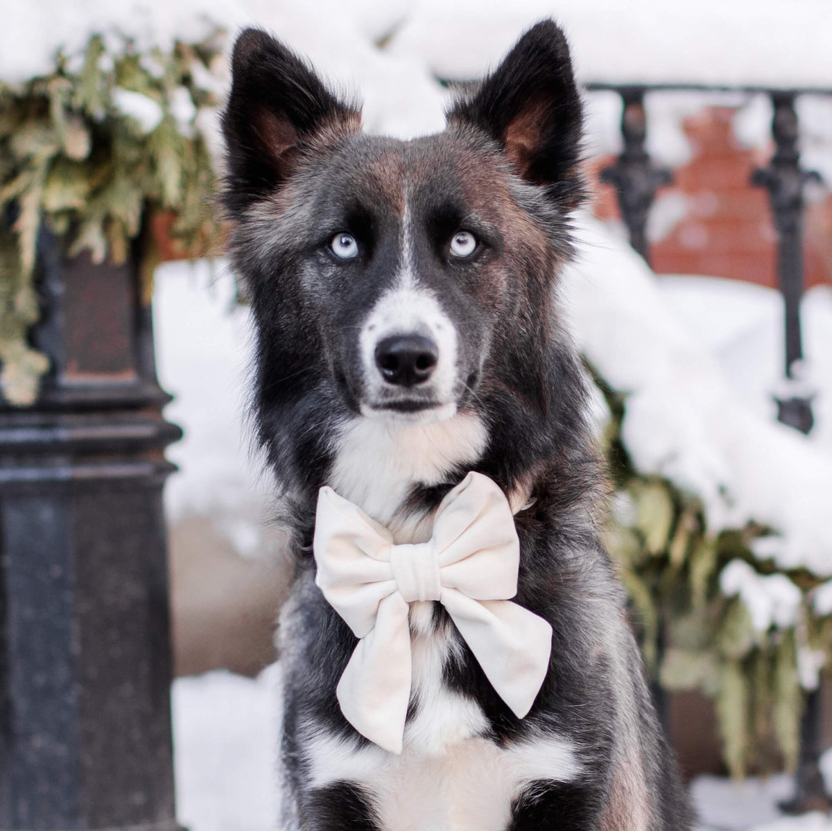 #Modeled by Bree (40lbs) in a Medium collar and Large lady bow