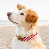 #Modeled by Holly (40lbs) in Medium