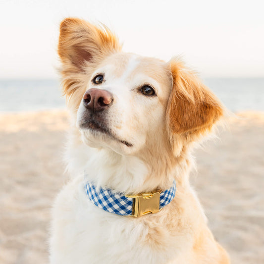 Lake Blue Gingham Dog Collar view 2