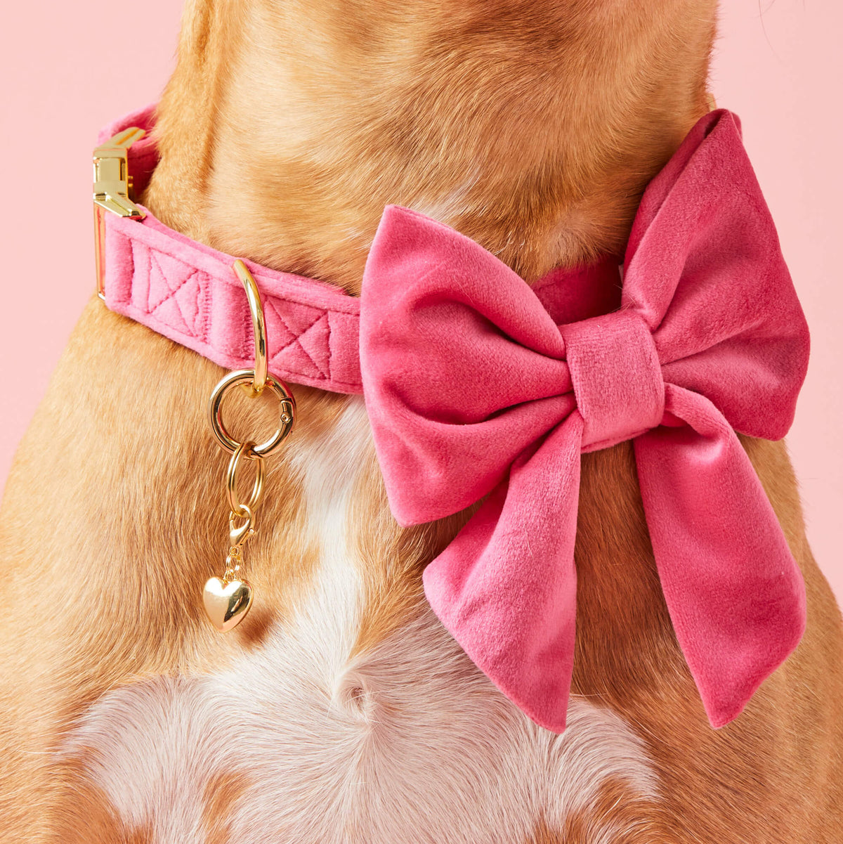 #Modeled by Ollie (57lbs) in a Medium collar and Large lady bow
