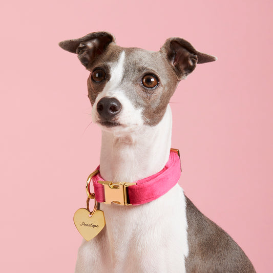 Hot Pink Velvet Dog Collar view 2