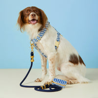 #Modeled by Ollie (20lbs) in a Medium harness and Standard leash