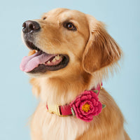 #Modeled by Holly (50lbs)