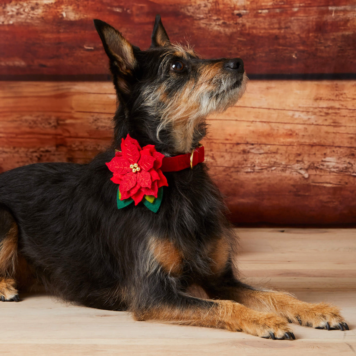 #Modeled by Peppers (17lbs)