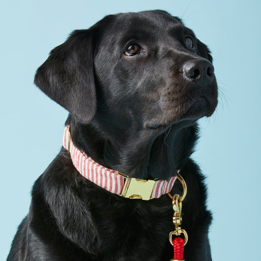 Red Stripe Collar Walk Set view 2
