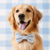 #Modeled by Holly (50lbs) in a Large bow tie