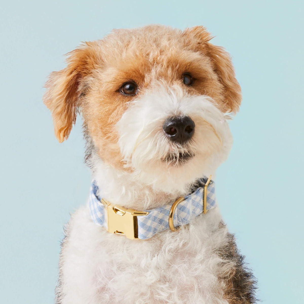 #Modeled by Sesame (23lbs) in Medium