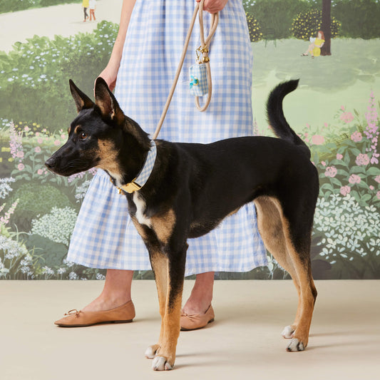 Sky Blue Gingham Collar Walk Set view 2