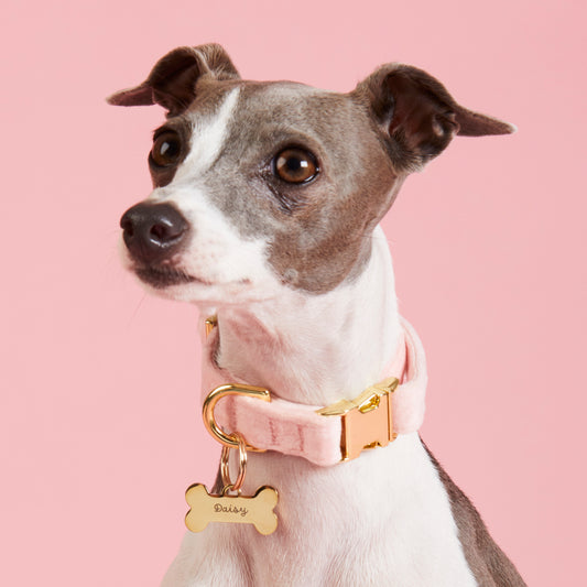 Blush Pink Velvet Dog Collar view 2