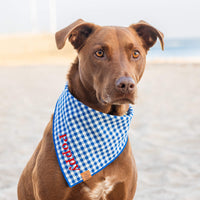 #Modeled by Cafe (60lbs) in Large