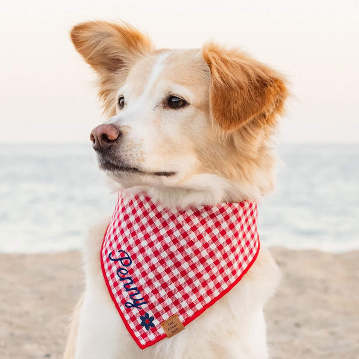 #Modeled by Holly (40lbs) in Medium