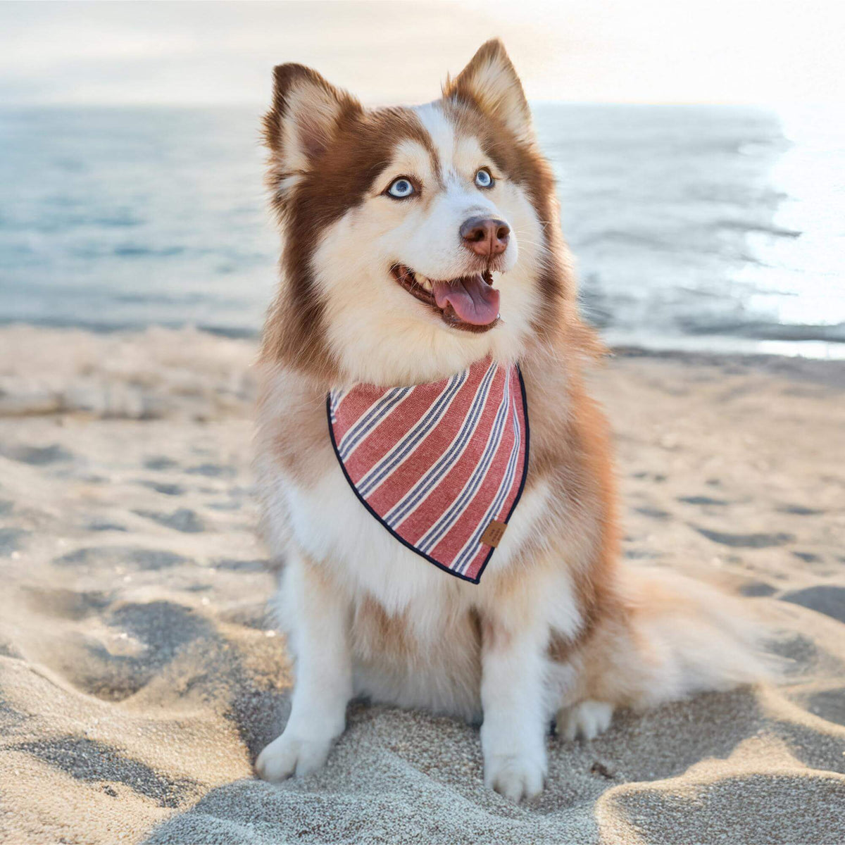 #Modeled by Rouka (36lbs) in Medium