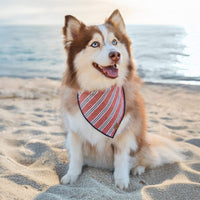 #Modeled by Rouka (36lbs) in Medium