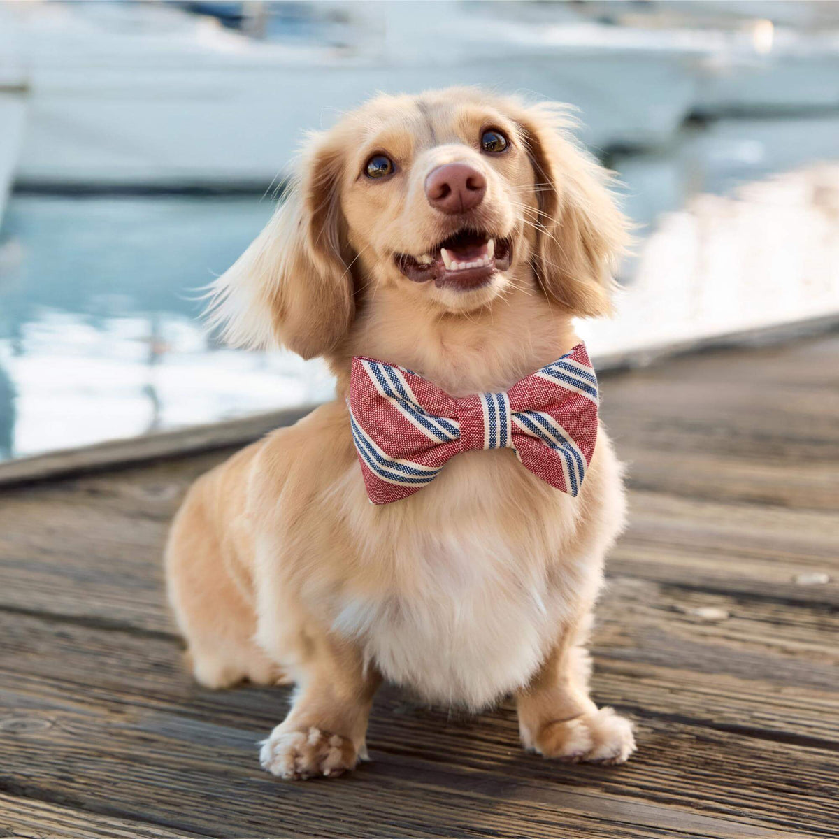 #Modeled by Finley (11lbs) in a Small collar and Large bow tie