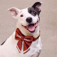 #Modeled by Ellie (45lbs) in a Medium collar and Large lady bow