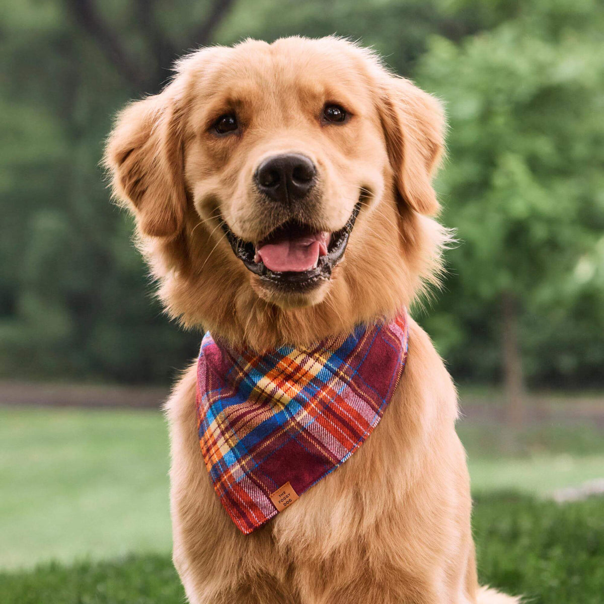 #Modeled by Goose (60lbs) in Large