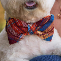 #Modeled by Winnie (17lbs) in a Small collar and Large bow tie