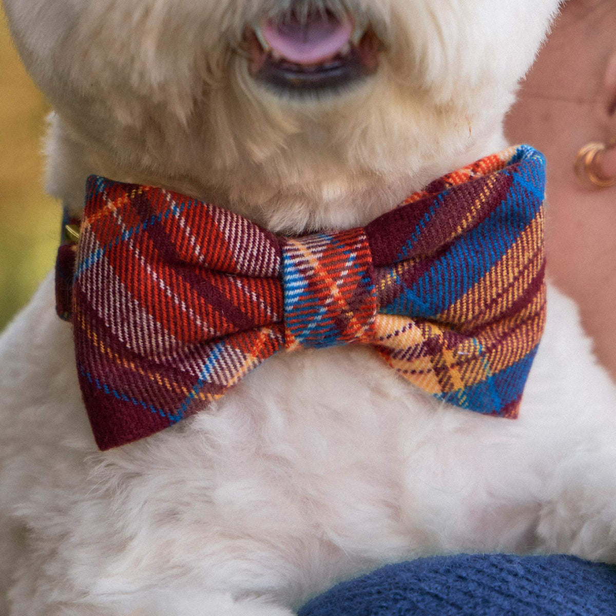 #Modeled by Winnie (17lbs) in a Large bow tie