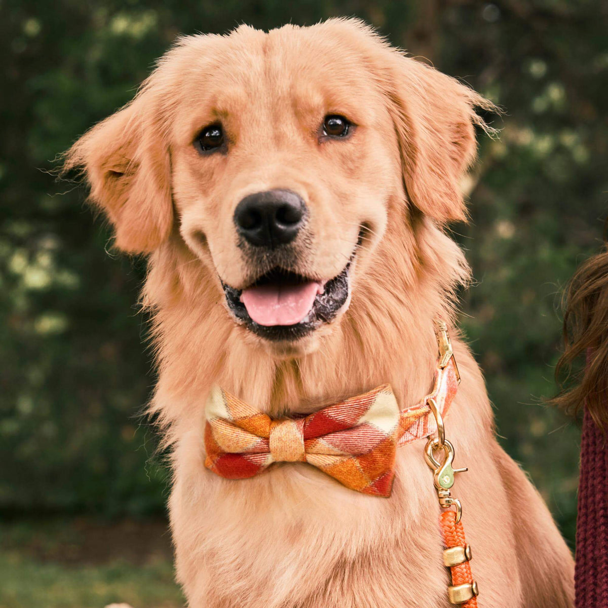 #Modeled by Moose (60lbs) in a Large bow tie