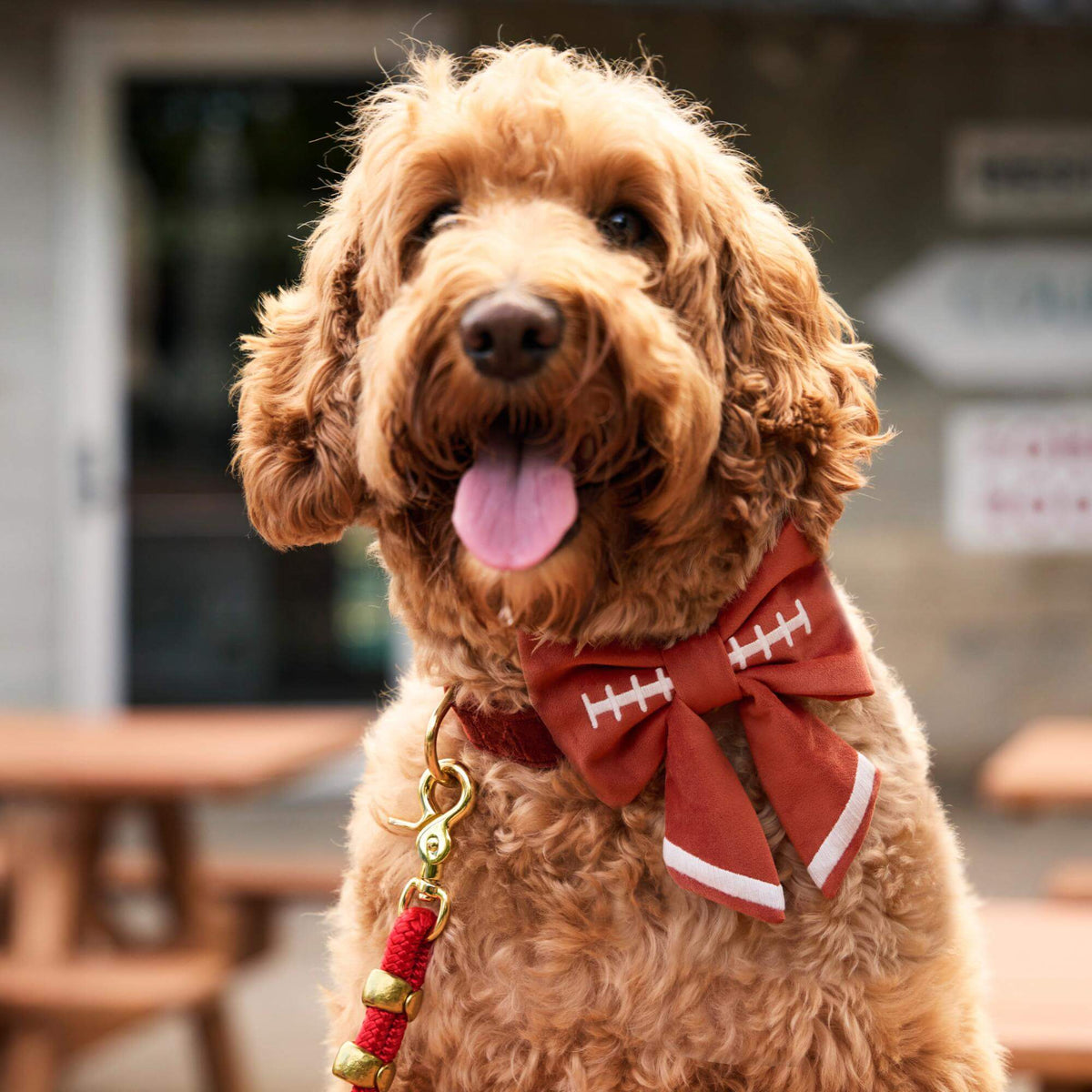 #Modeled by Bentley (43lbs) in a Medium collar and Large lady bow